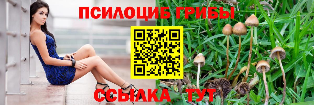 Галлюциногенные грибы Psilocybe  купить наркотик  Сухой Лог  Галлюциногенные грибы Psilocybine cubensis  Вход с VPN 